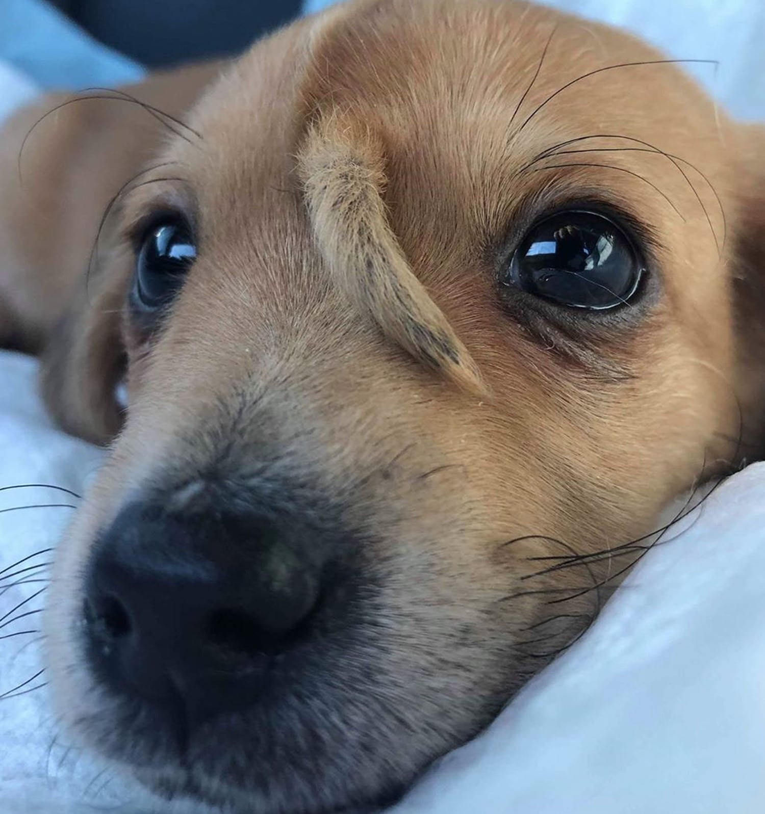 Dog And Its Puppy