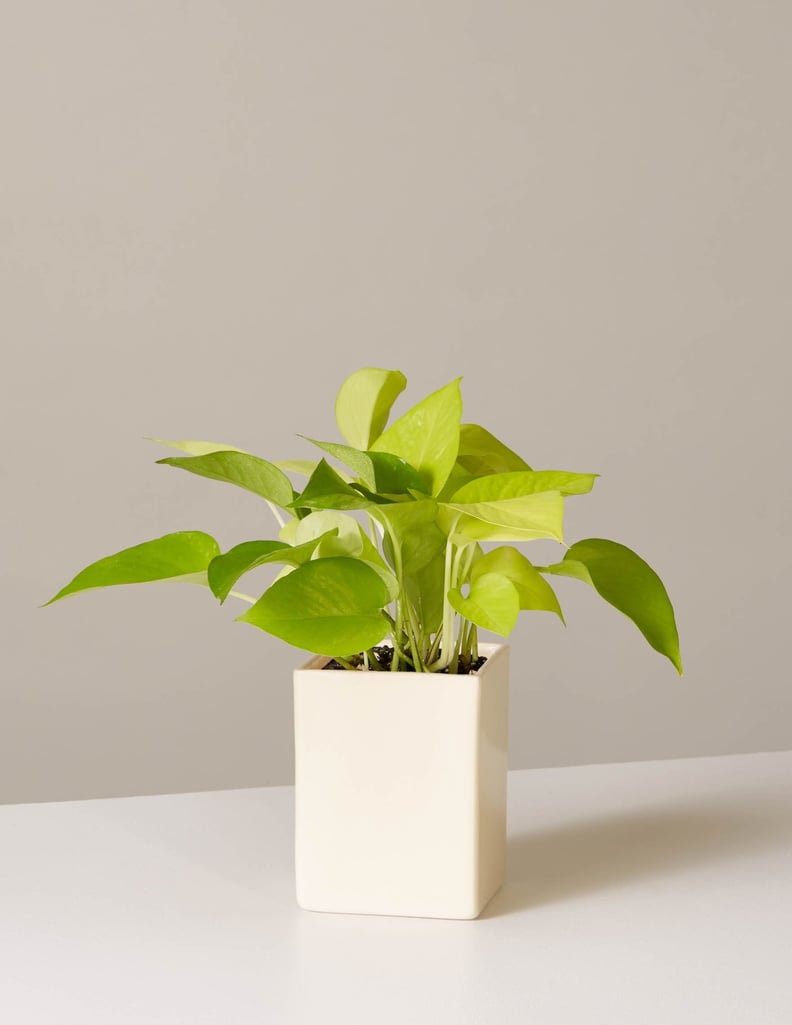 Pothos Neon