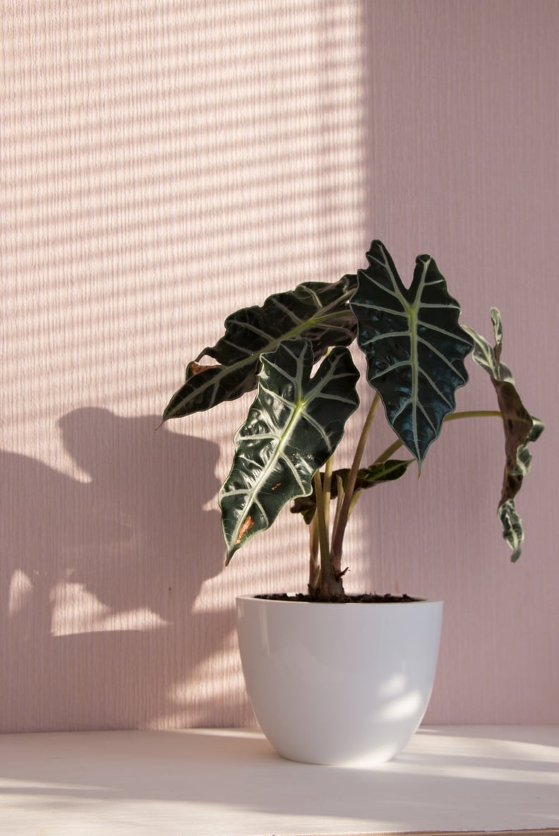 Best Feng Shui Houseplant For Sagittarius: Alocasia