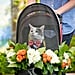 Cat Ring Bearer Wedding