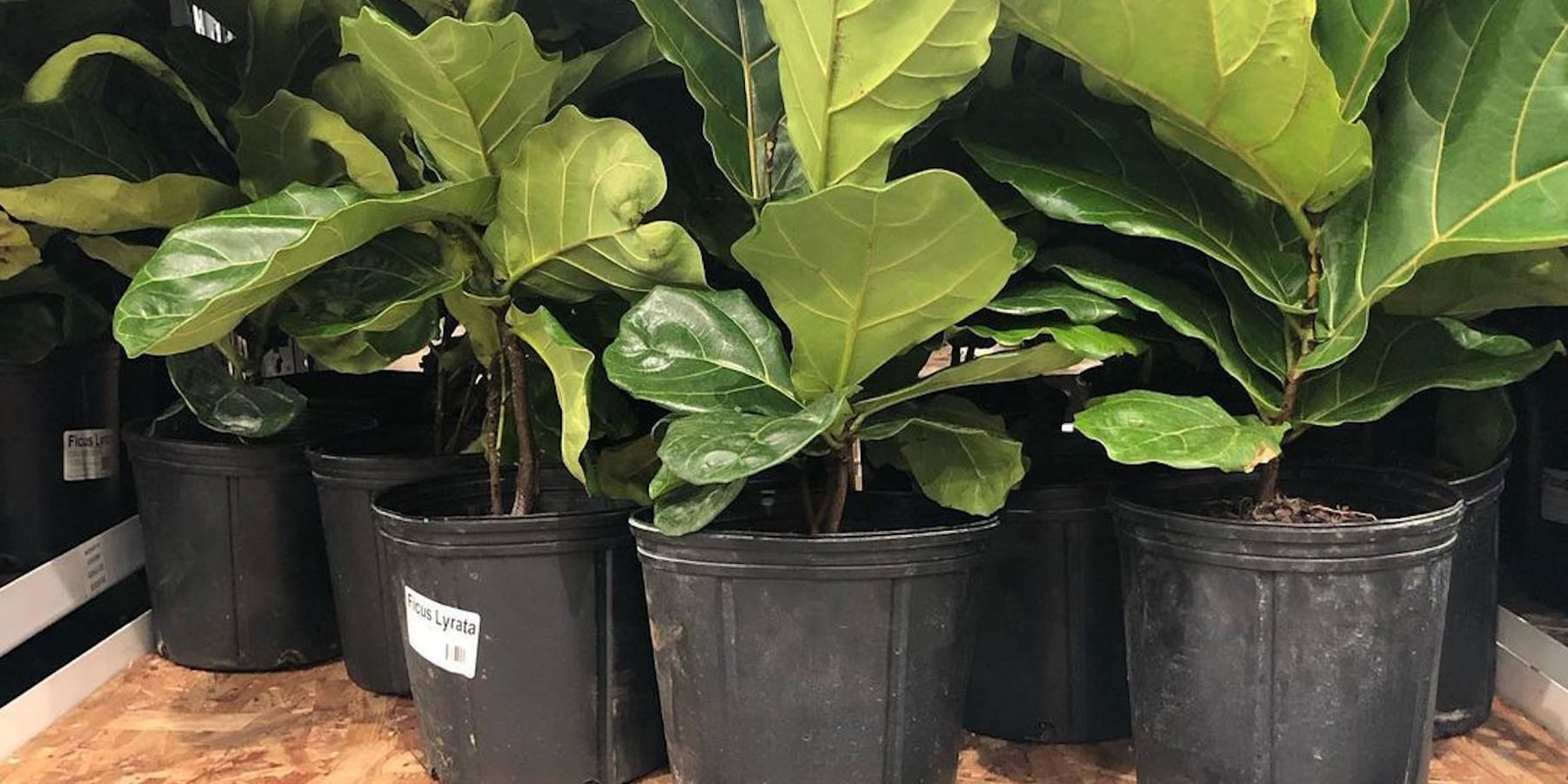 Costco Has FiddleLeaf Fig Plants For Just 15 POPSUGAR Home