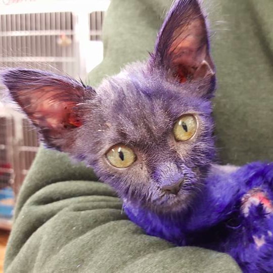 Cat Dyed Blue and Used as Chew Toy