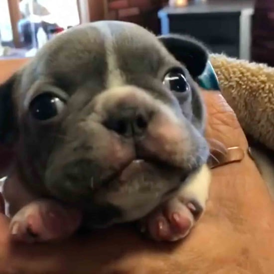 Dog Eats Gender Reveal Cake