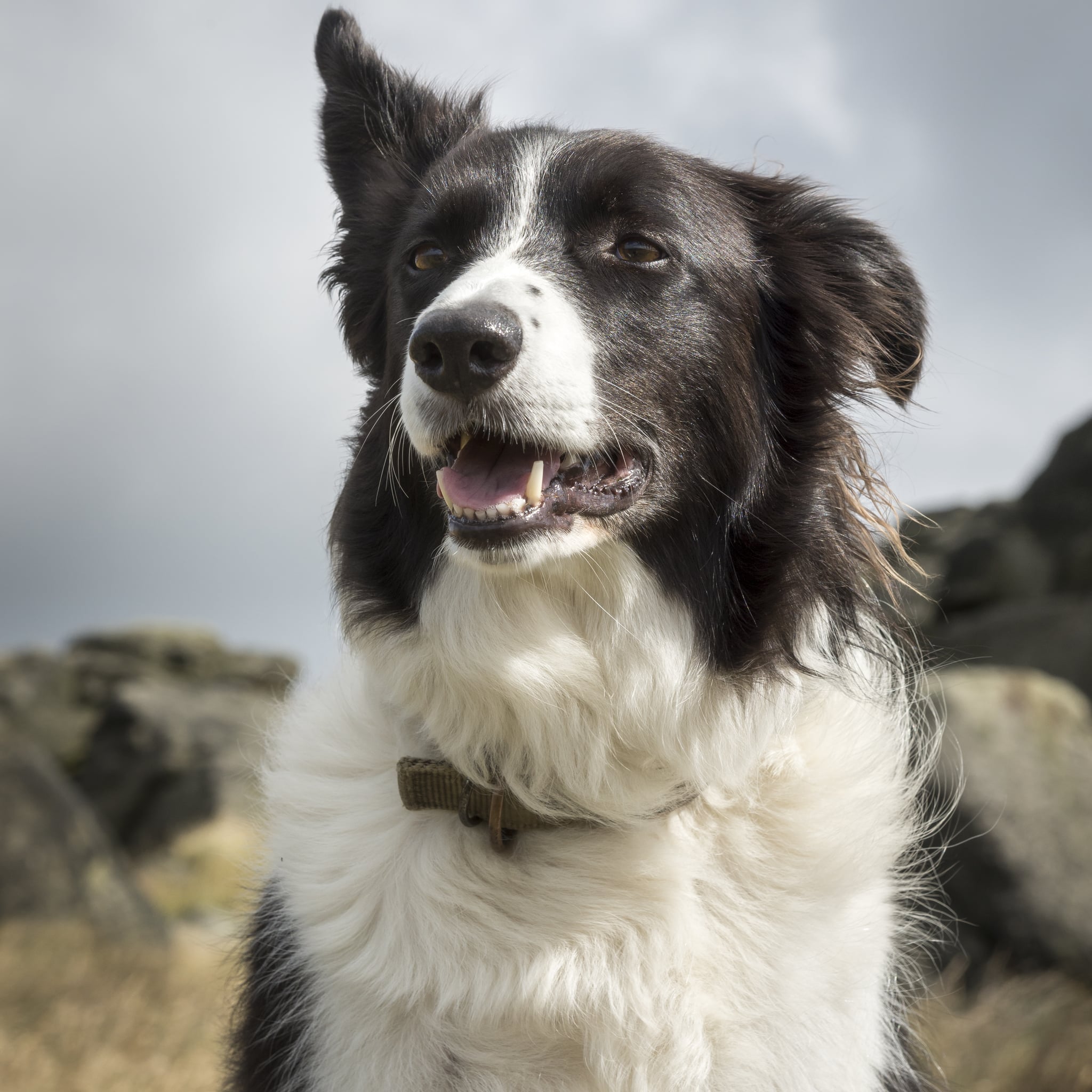 are border collies nice