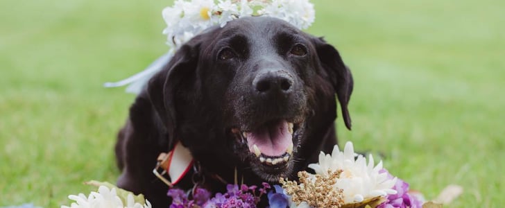 Old Dog Dies After Owner's Wedding