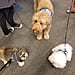Airports With Therapy Animals