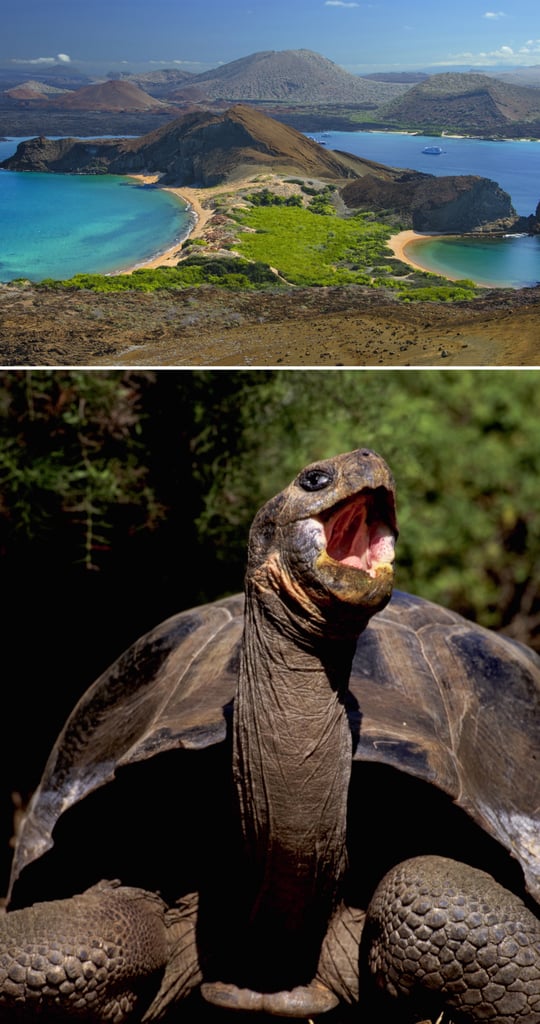 Sail Around the Galapagos and Observe the Wildlife