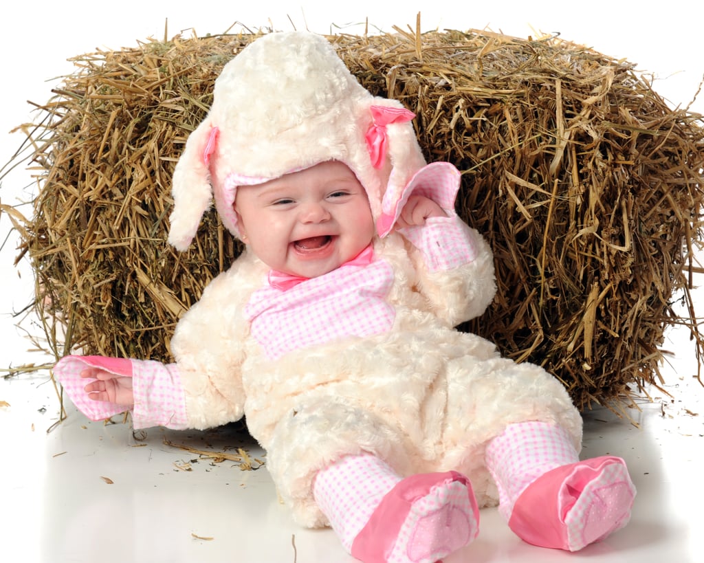 Sheep Cutie