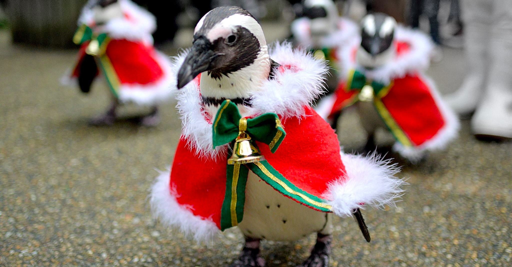 Santa Penguins in Japan | PS Pets