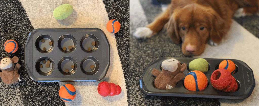 How Do I Play the Muffin Tin Game With My Dog?