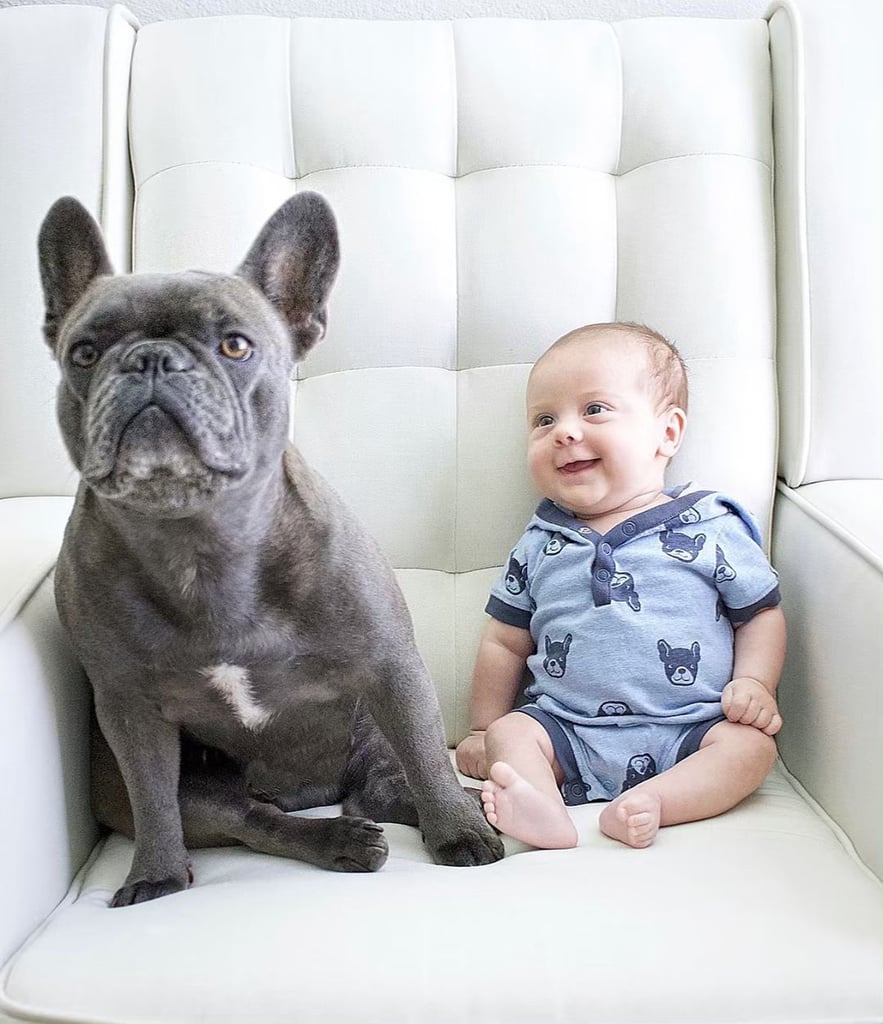 Pictures of French Bulldogs and Babies