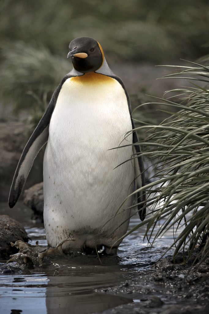 Antarctica King Penguins