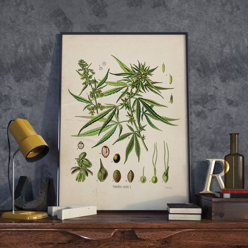 Cannabis Sativa Vintage Print