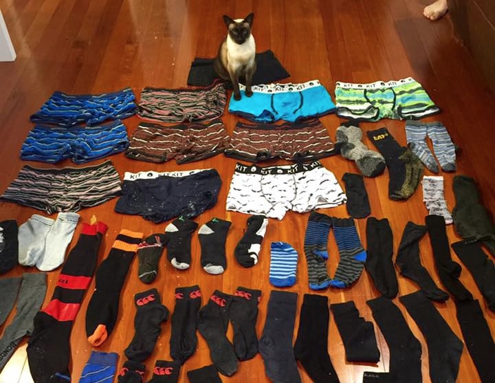 Cat Steals Underwear