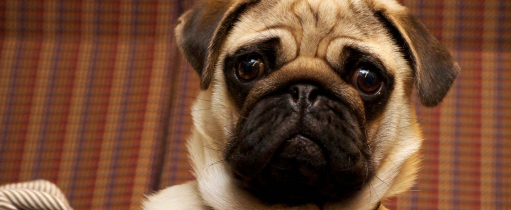Cute Dog GIFs
