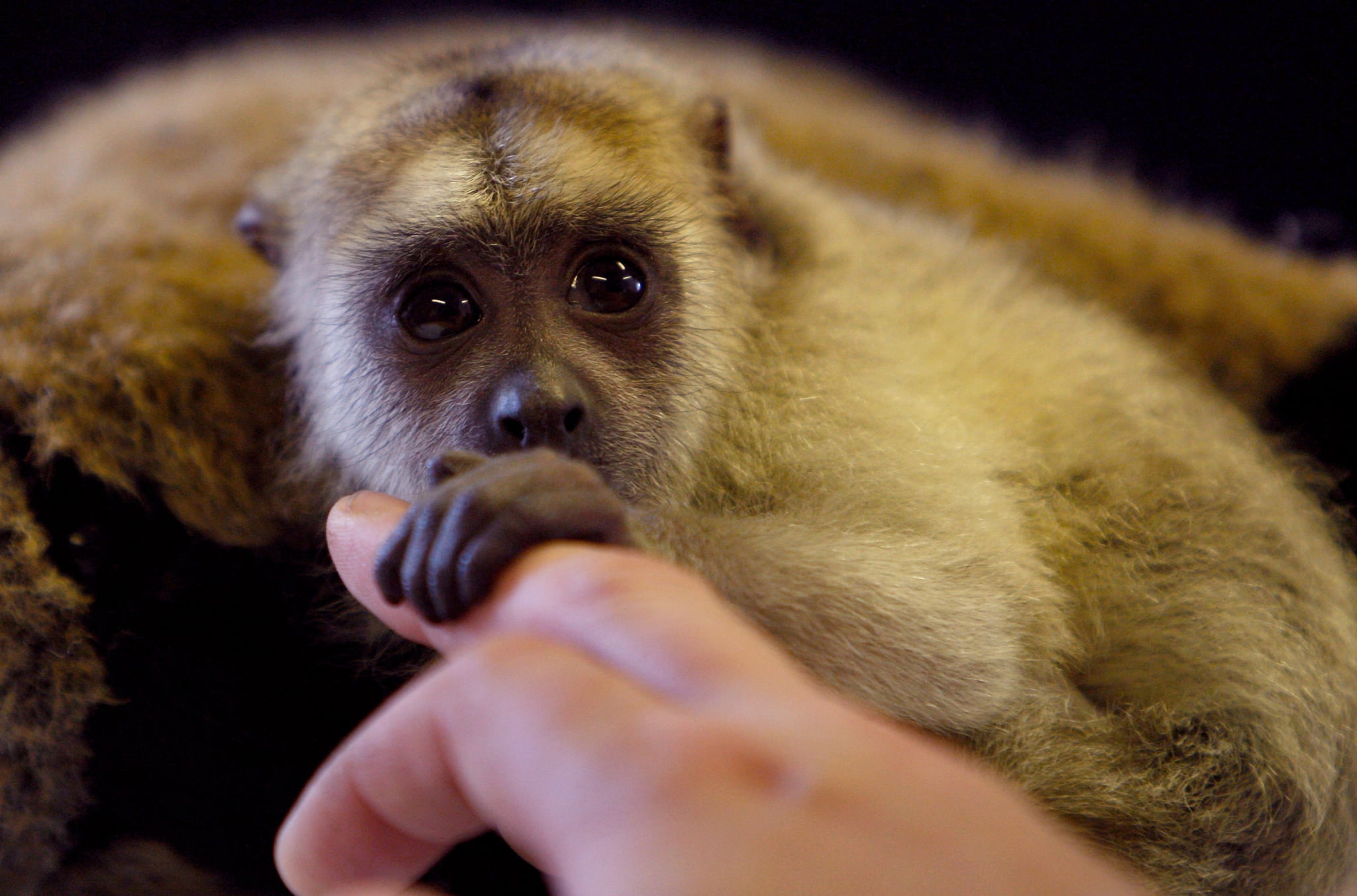 Super-Cute Gallery: Baby Black Howler Gets Bottle Fed! | POPSUGAR Pets