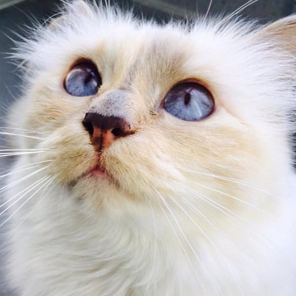Choupette Lagerfeld, 48K Followers