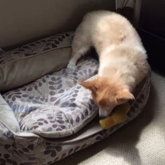Corgi Plays Hide-and-Seek
