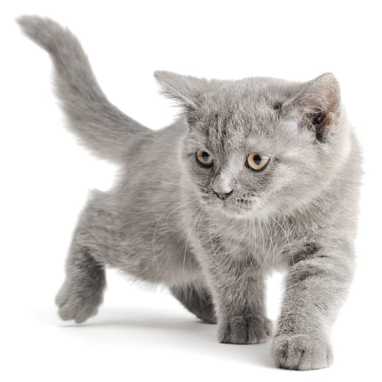 Cat Rescues Boy From Dog | Video