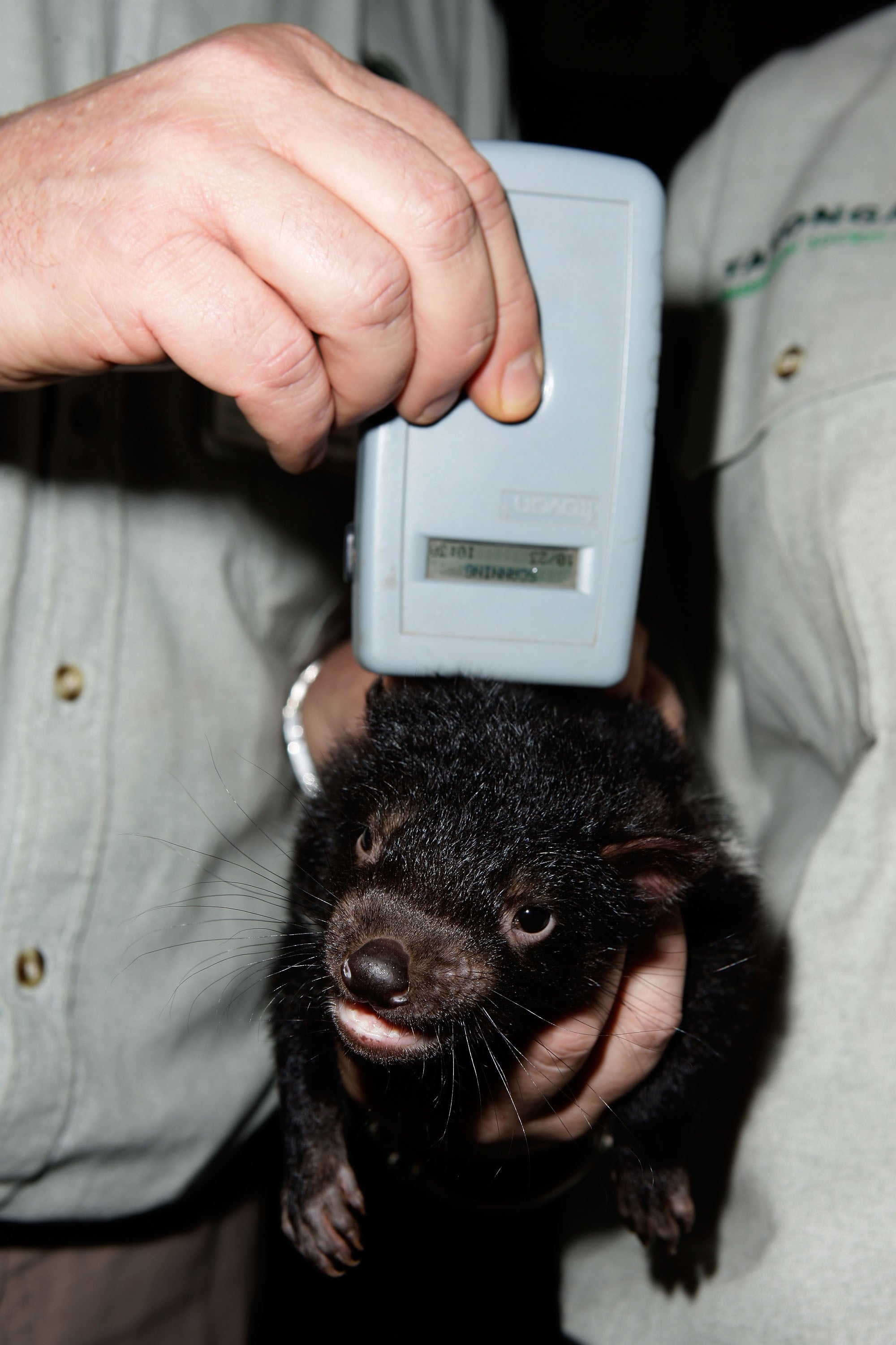 Four Cute Tasmanian Devil Babies Born at the Taronga Zoo! | POPSUGAR Pets