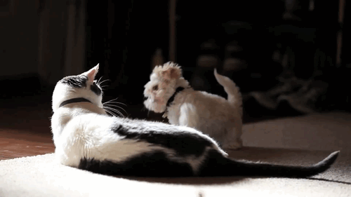 Adorable Animal Gifs That Are Packed With Cuteness - Animal Gifs - gifs -  funny animals - funny gifs