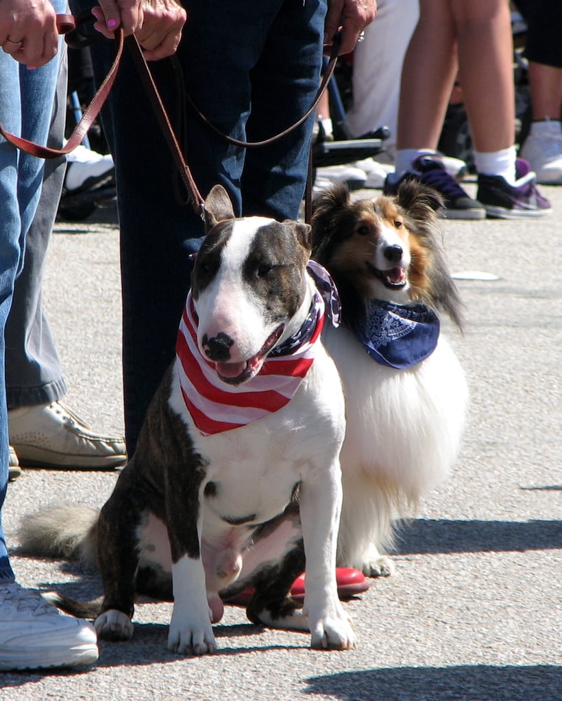 Ready For a Parade