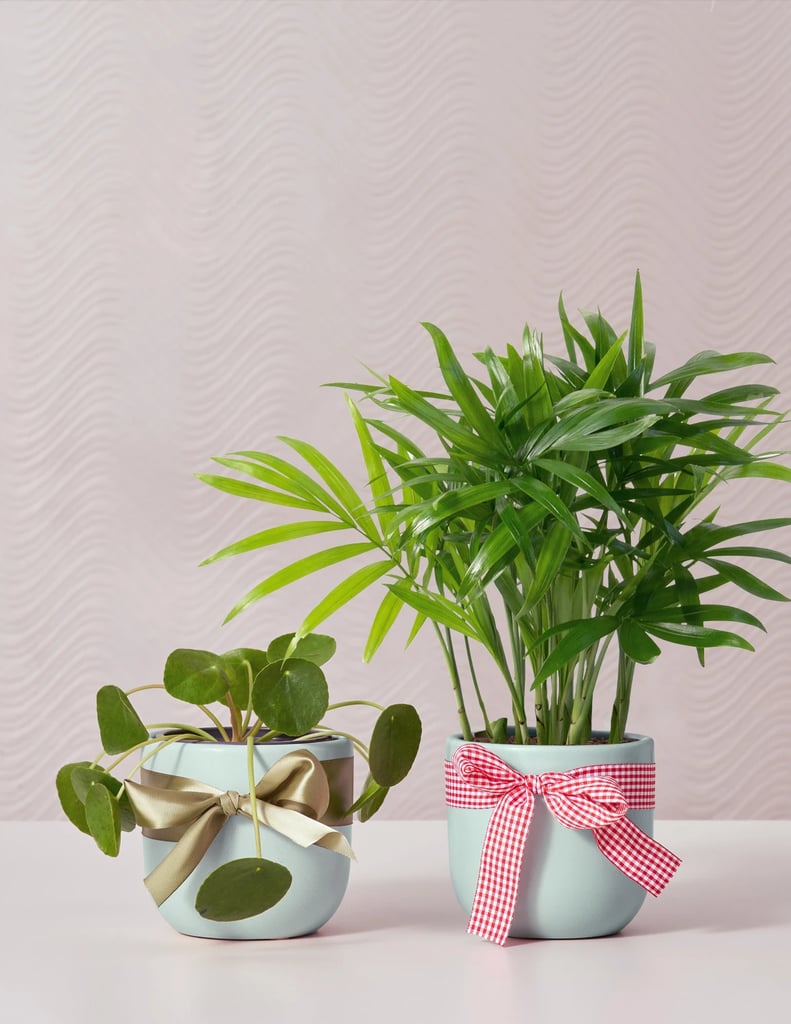A Perfect Plant Gift: The Sill Pet-Friendly Duo