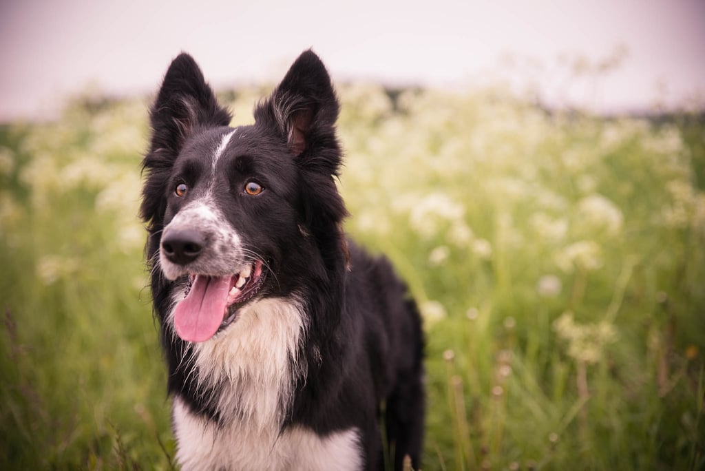 Cute Pictures of Border Collies
