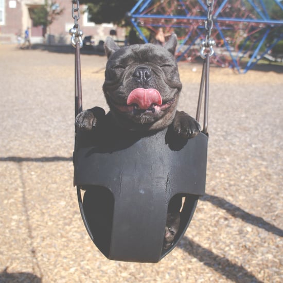 Why Do People Speak to Their Dogs in Weird Voices?