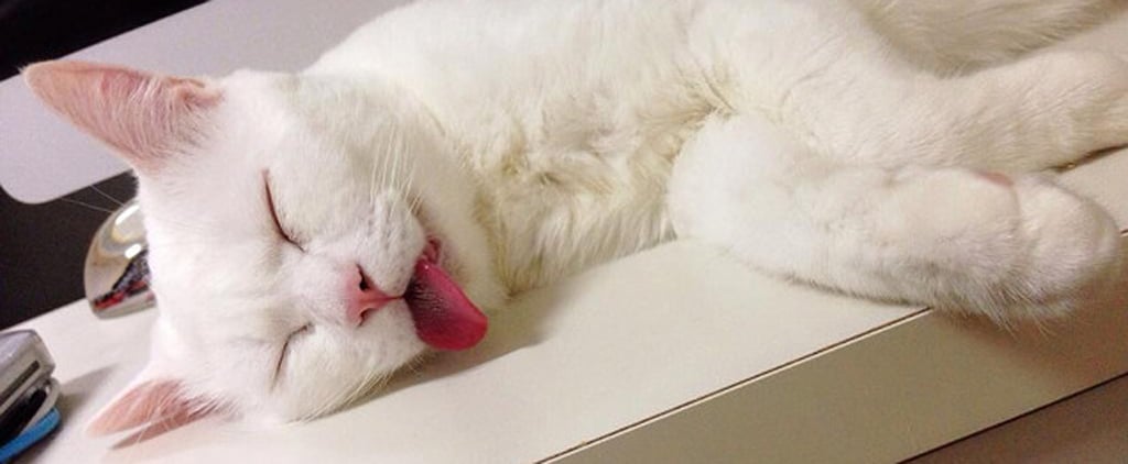 Cat With Ugly Sleeping Face