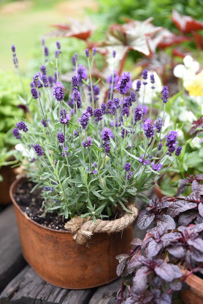 Use Plants as Natural Bug Repellants