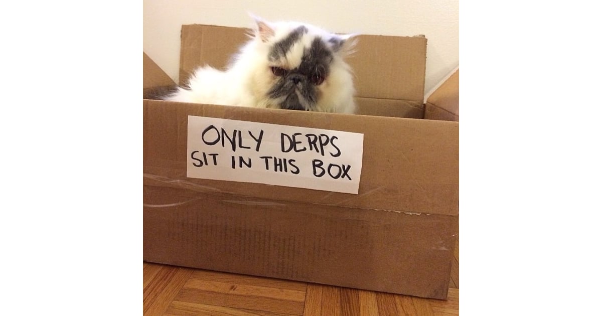 Derp Cat Slang POPSUGAR Tech Photo 12