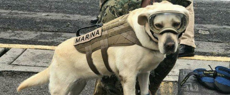SEMAR Dog Frida Rescues Earthquake Survivors in Mexico