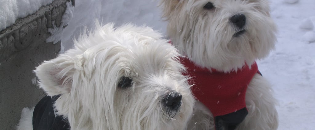 Photos of Cute Dogs Wearing Puffy Coats