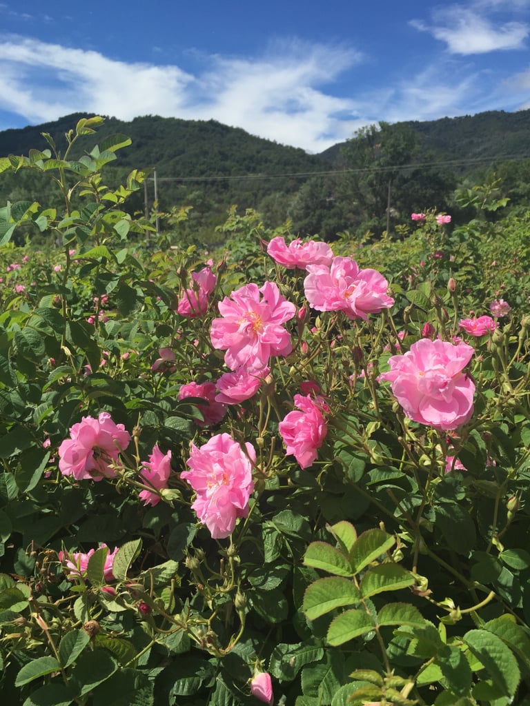 The Mul Family Flower Fields in Grasse, France