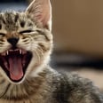If Your Cat Constantly Meows, Here's What You Need to Do to Get Them to Stop
