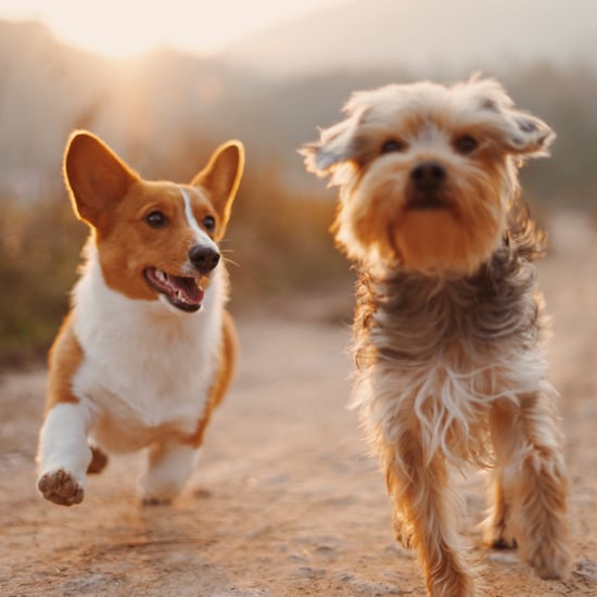 Photos of Common Ear Shapes For Dogs and Puppies