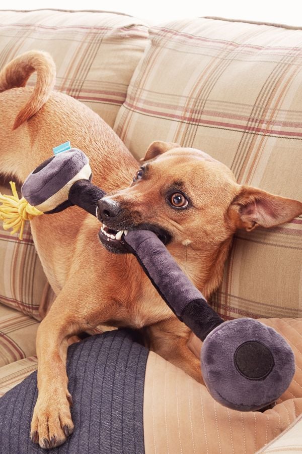 Bark In the Zone Headphones Dog Toy