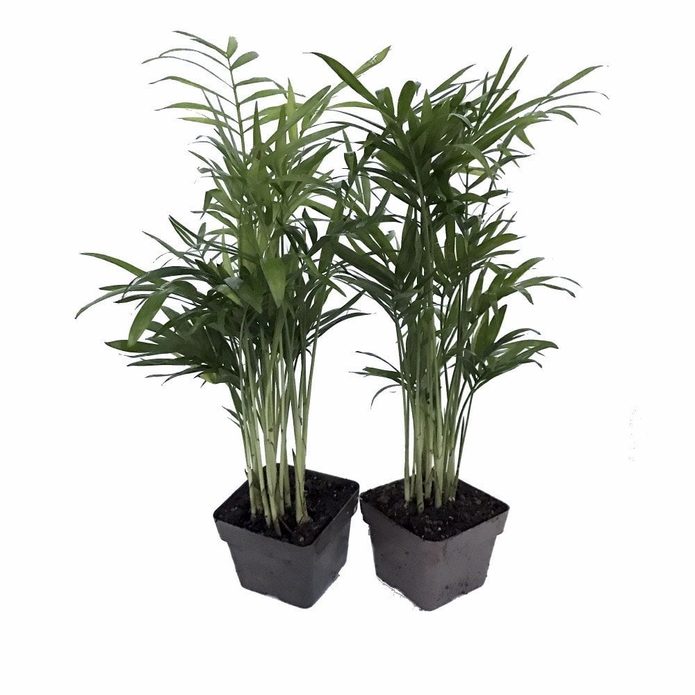 Victorian Parlor Palm Plants Best Large Indoor Plants POPSUGAR Home