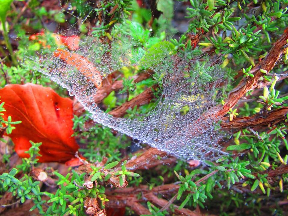 Spiderweb in the area Wasserfallen - BL - Switzerland