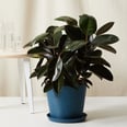 10 Large Houseplants That Bring the Outdoors In