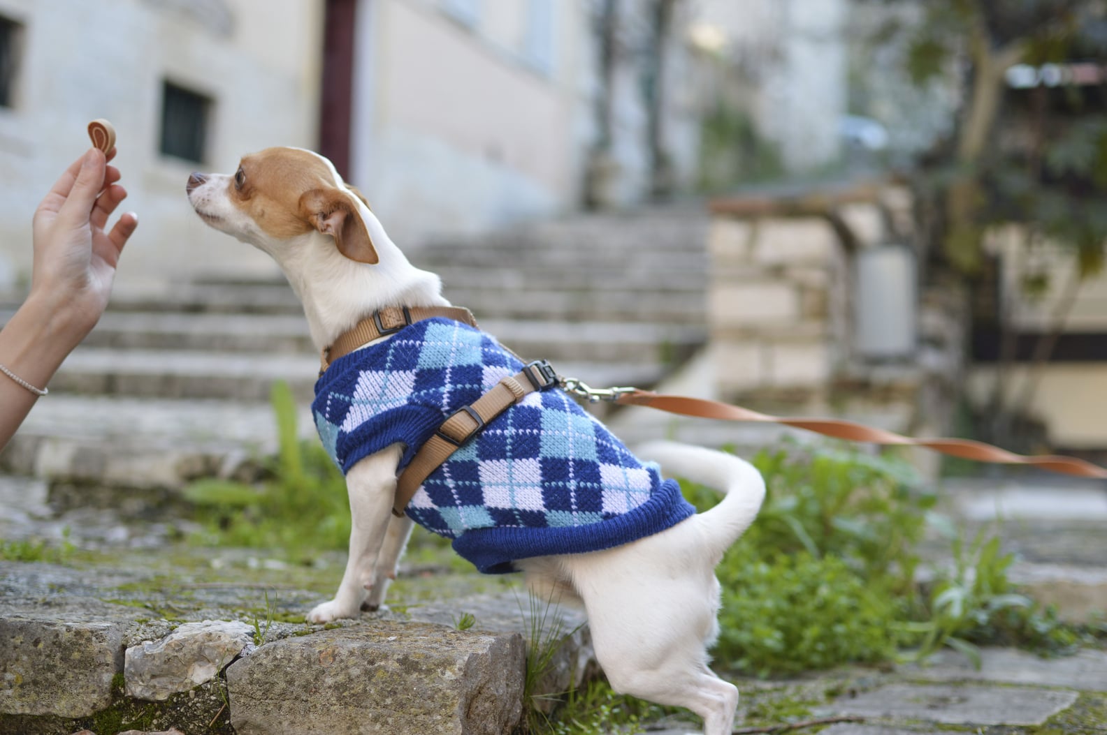 dog-food-terms-popsugar-pets