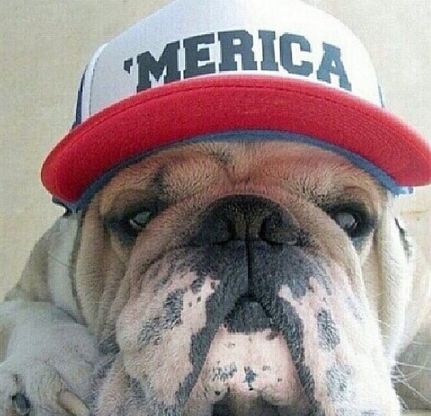 This English Bulldog is repping the states in a baseball cap.
Source: Instagram user sarahwhittle5