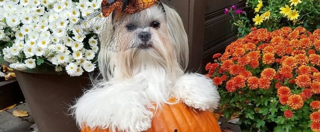 Pictures of Dogs Inside of Pumpkins