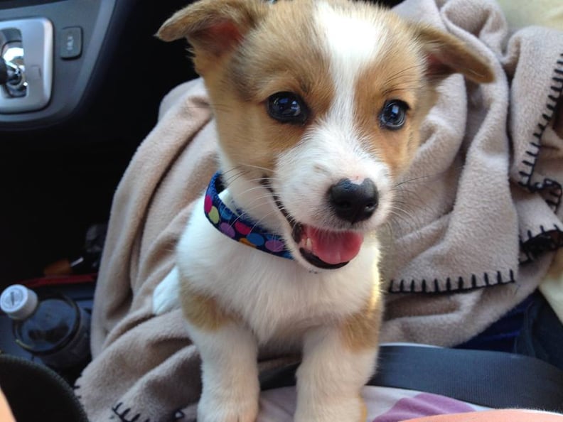 This adorable Corgi puppy