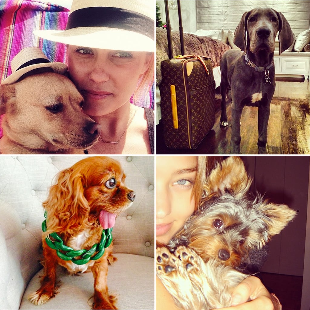 The Most Fashionable Dogs on Instagram POPSUGAR Fashion UK