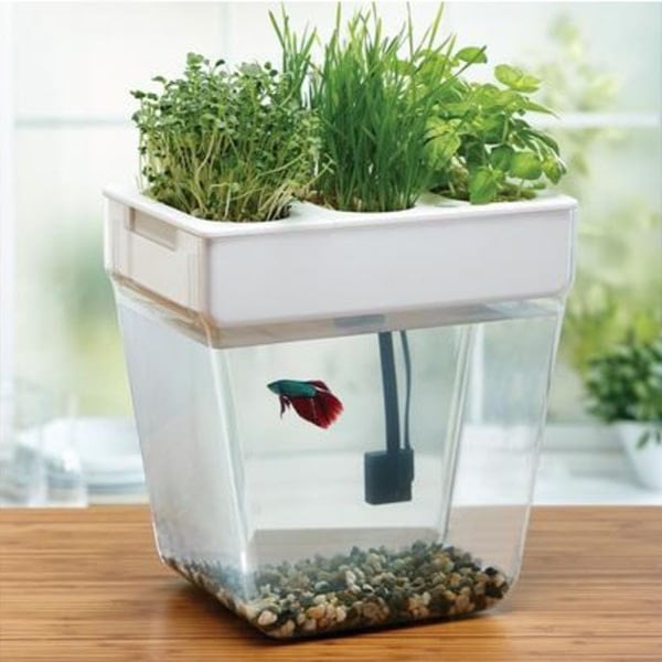 Self-Cleaning Fish Tank With Garden