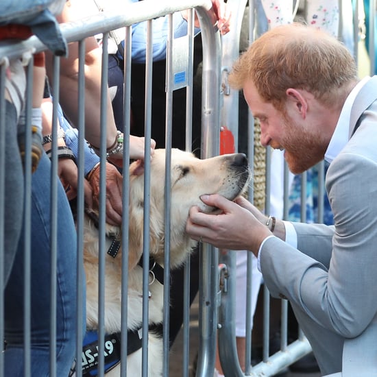 Prince Harry Petting Dogs in Sussex October 2018