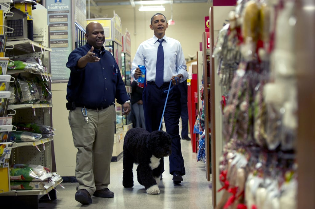 President Obama decided to treat Bo to an early Christmas present during their Petco trip in Alexandria, VA. The pair wasn't able to be as incognito as Michelle has in the past, but it looks like they got the VIP treatment from one of the store's employees.