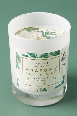 Anatomy of a Fragrance Candles